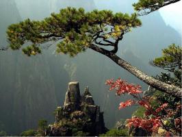 Yellow Mountain Pine Impression